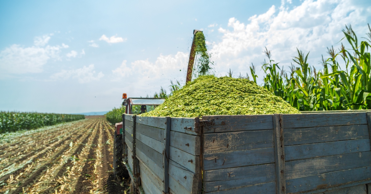 corn silage