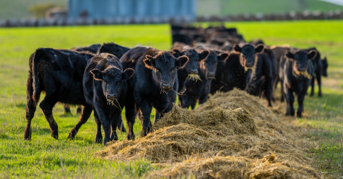 Cows eating hay