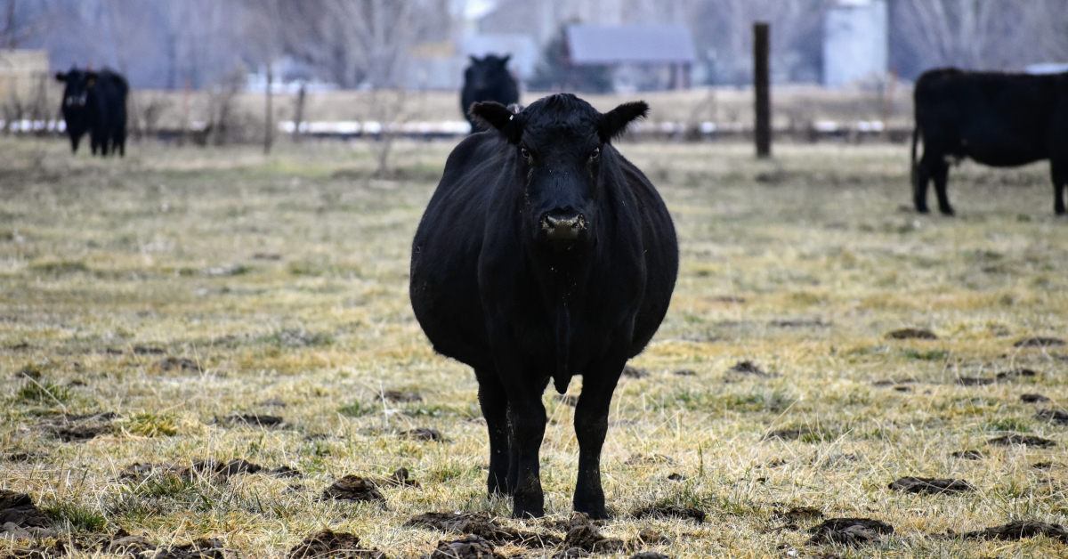 Calving Season