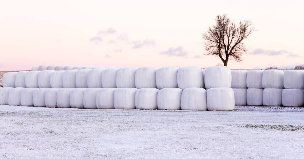 Winter Forage