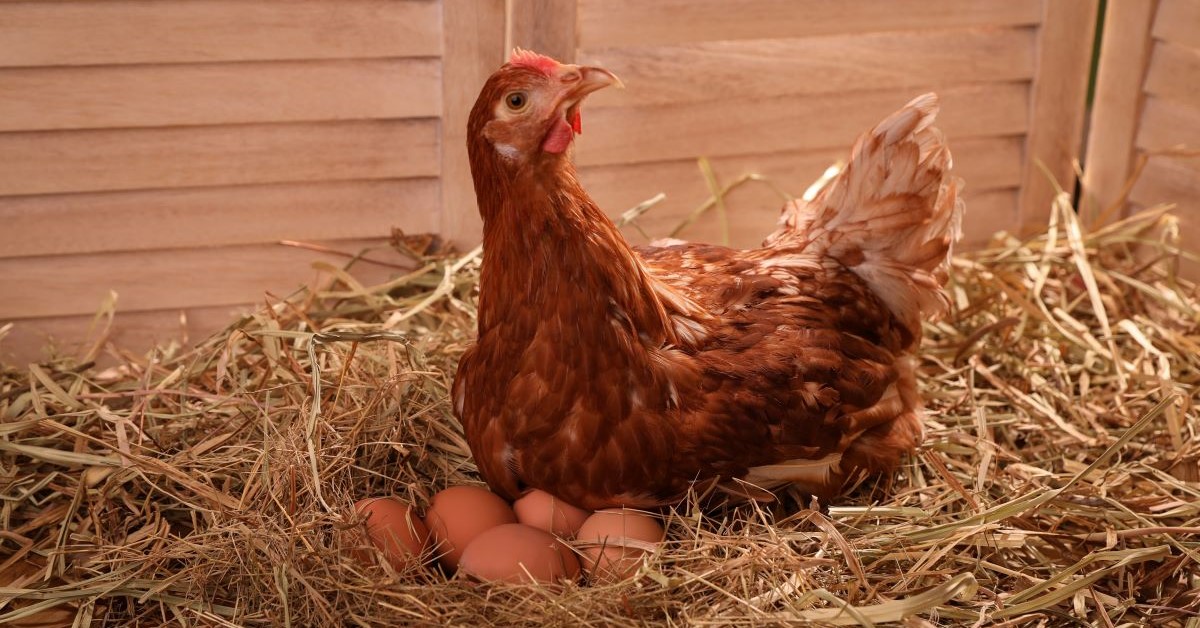 Hen laying eggs