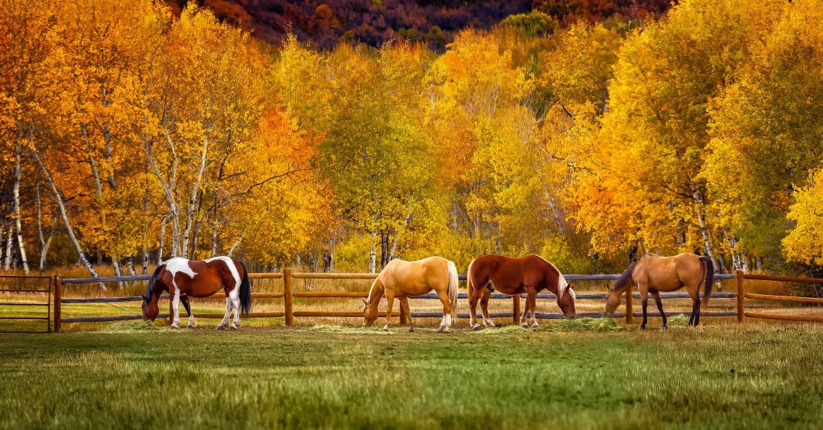 Fall Horse Pasture