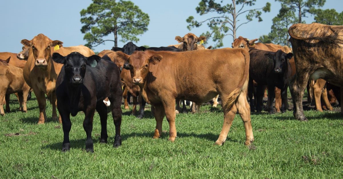 Backgrounding Cattle