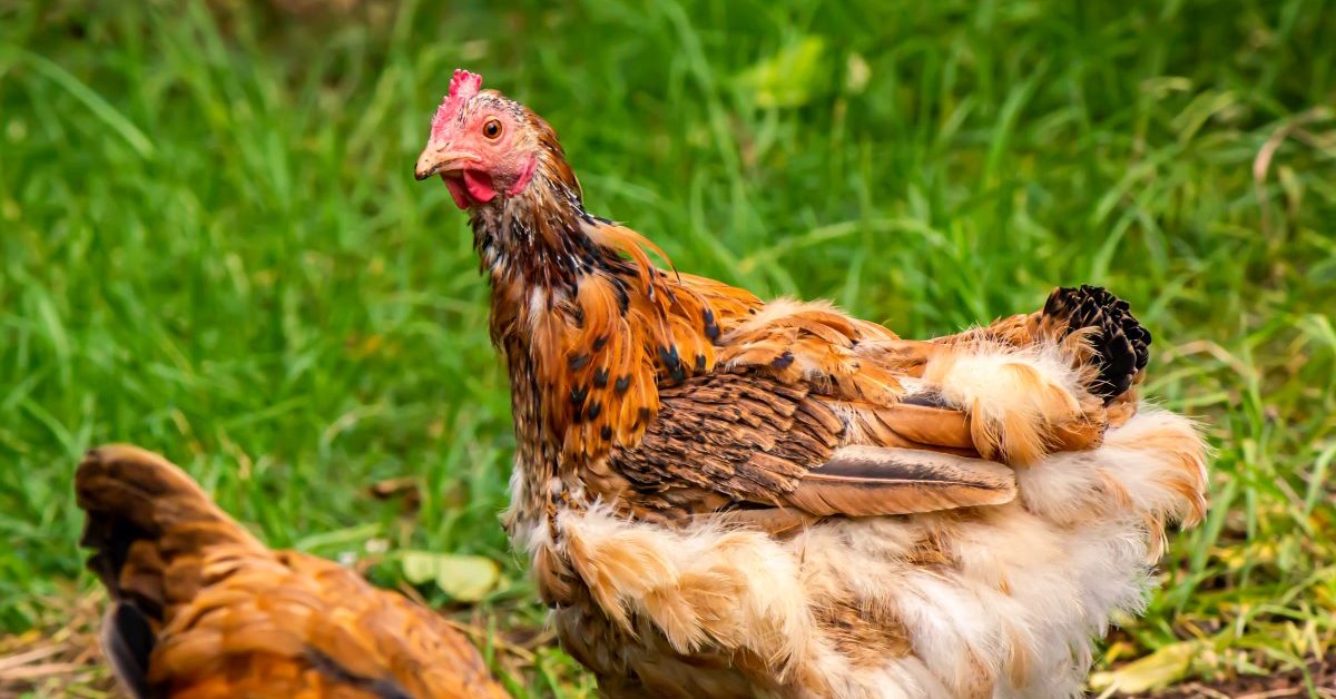 Molting Chicken