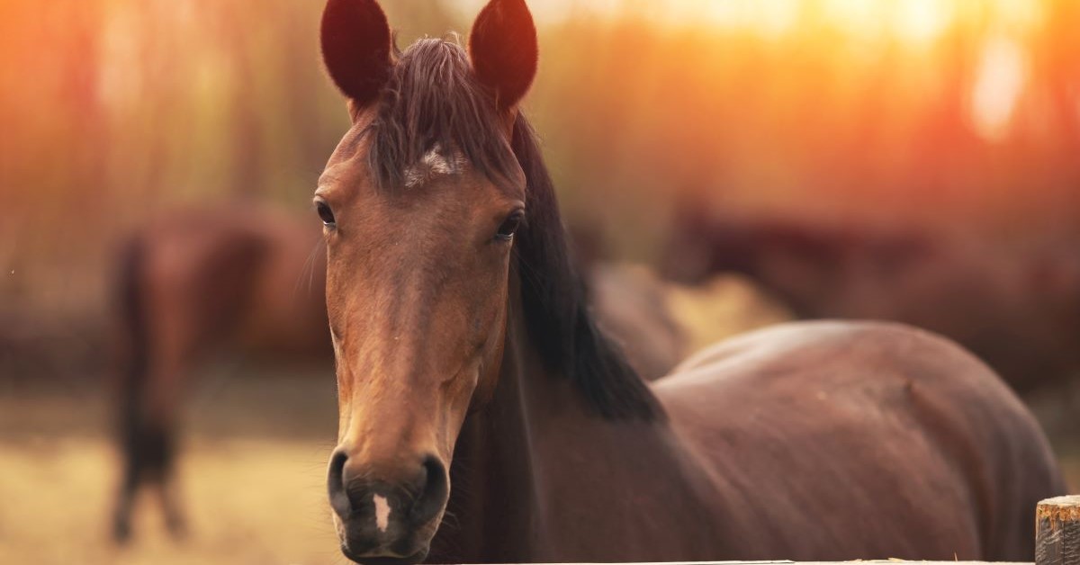 Horse in Autumn