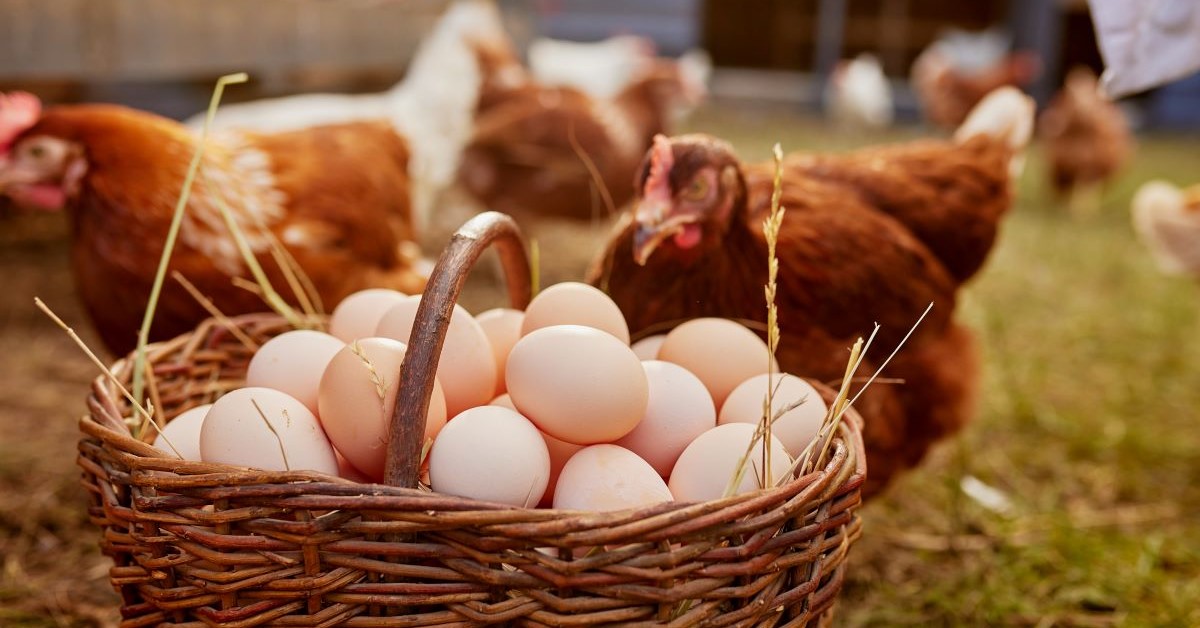 Hens with Eggs