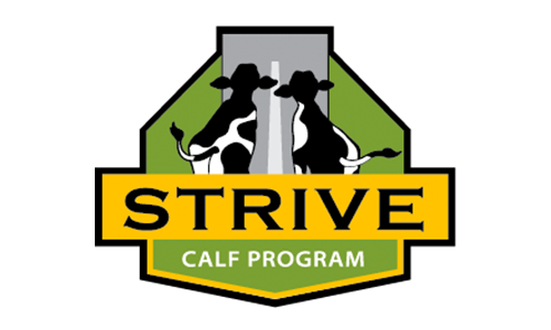 STRIVE Calf Program
