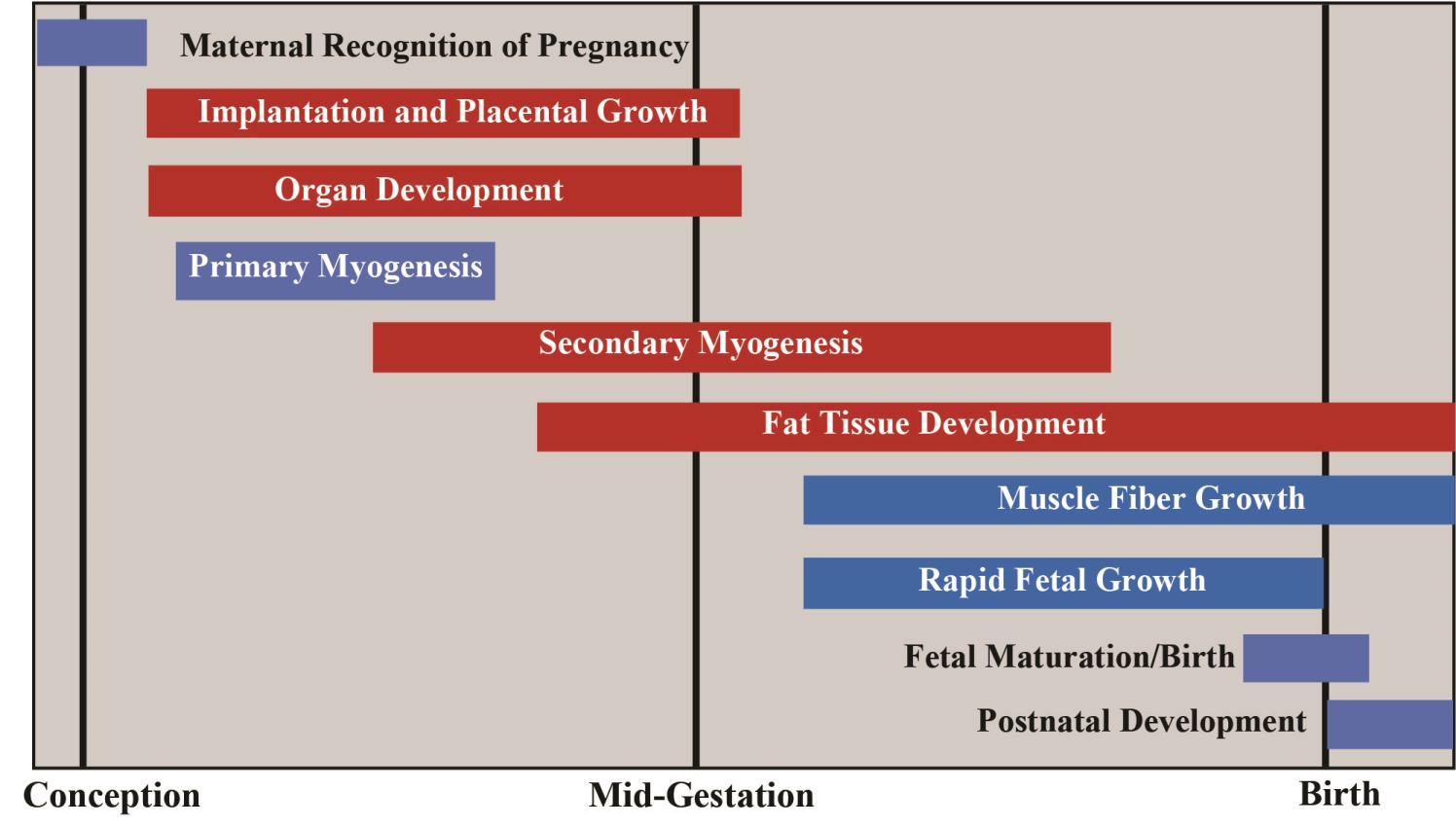 Calf Gestation Chart