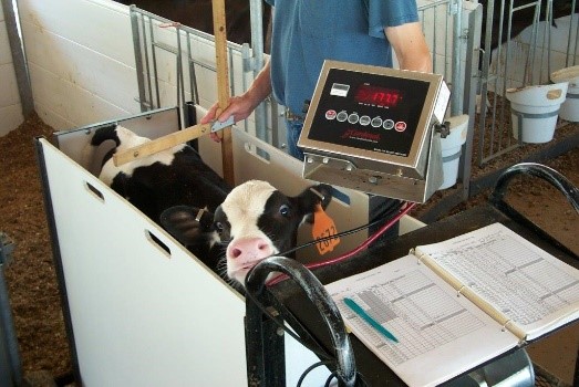 Heifer being weighed