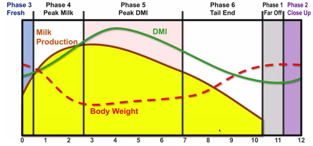Comparison of DMI, milk production, and body weight