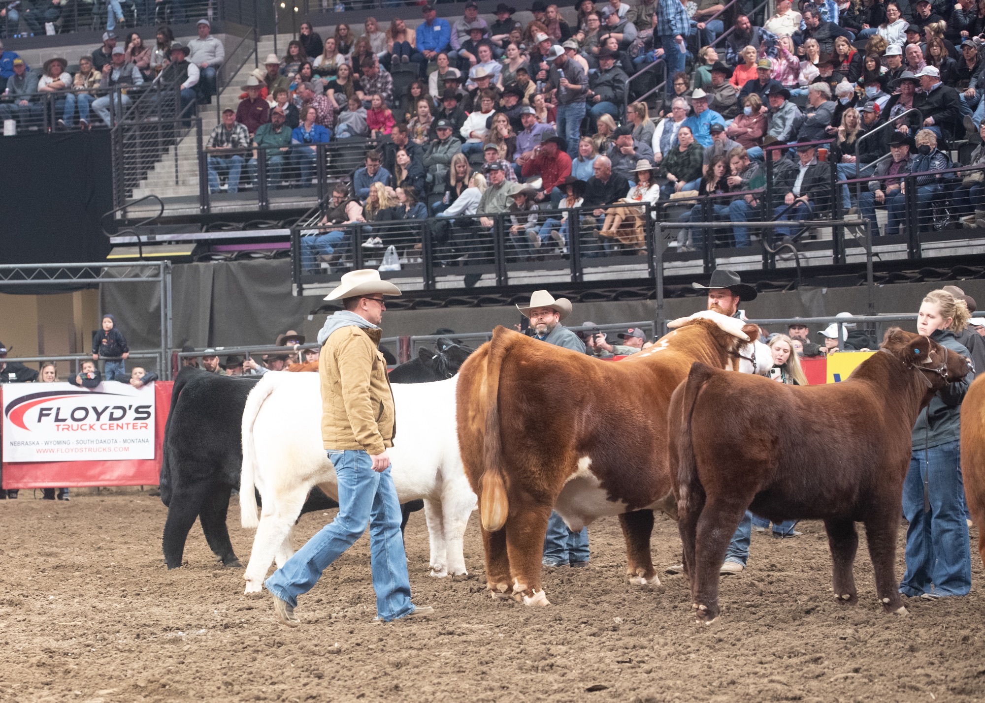 Tyler Melroe with cows