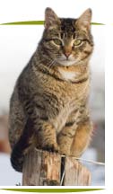 Cat image