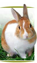 Rabbit image