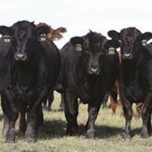 cow
