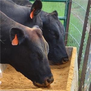 Beef Distiller's grains