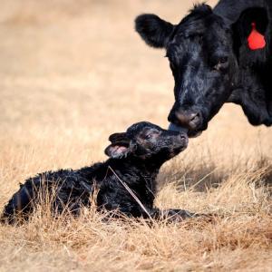 Cow with her newborn calf