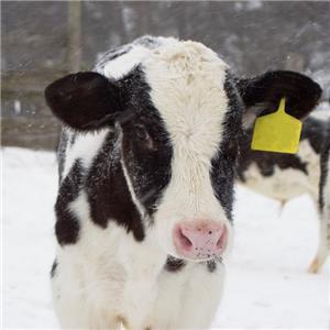 Calf snow