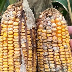 Mycotoxins: Staying ahead of the threat