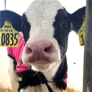 calf close-up