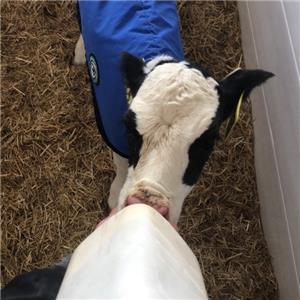 Calf Success: The pros and cons of feeding pasteurized milk to calves