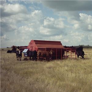 The many benefits of adding yeast cultures to creep feeds