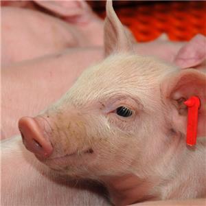 It takes Viligen™ to raise a pig