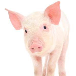 A video guideline to daily pig observations and nursery pig care
