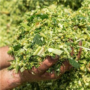 Maximizing corn silage quality by monitoring dry matter