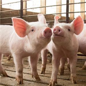 Raising pigs: Balancing affordability and productivity