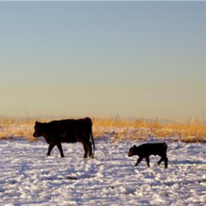 Cows in field.