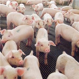 Crowd of pigs.