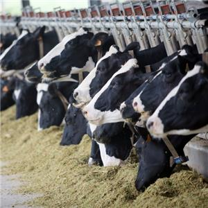 Cows eating.