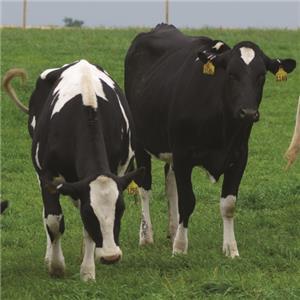 Cows in field.