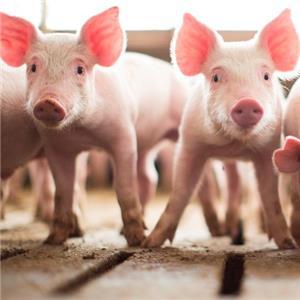 Pigs in photo.
