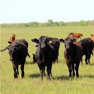 Cows in a field.