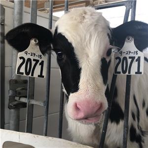 Calf in stall.
