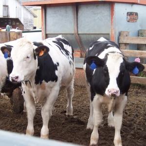 Dairy Beef Calves