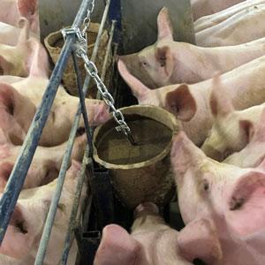 Pigs using AllBite
