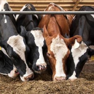 Dairy Cows eating forage