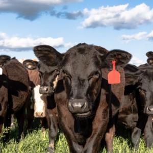 Beef Calf