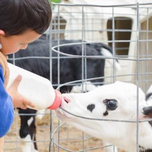 Boy bottle feeding calf