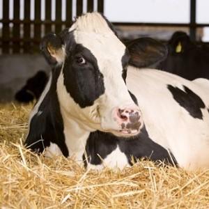 Dry Cow
