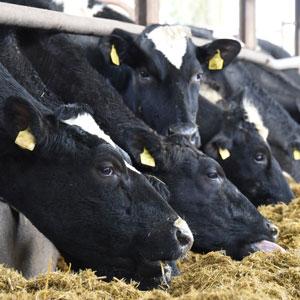 Cows eating in stalls