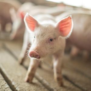 Nursery Pig
