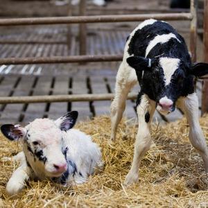 Dairy Calves