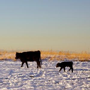 Winter Cow and Calf