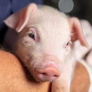 Piglet