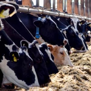 Dairy Cows