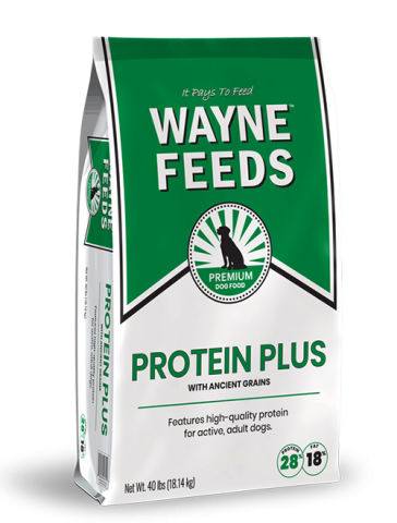 Product bag image of Wayne Feeds Protein Plus for dogs