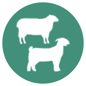 Sheep & Goat icon